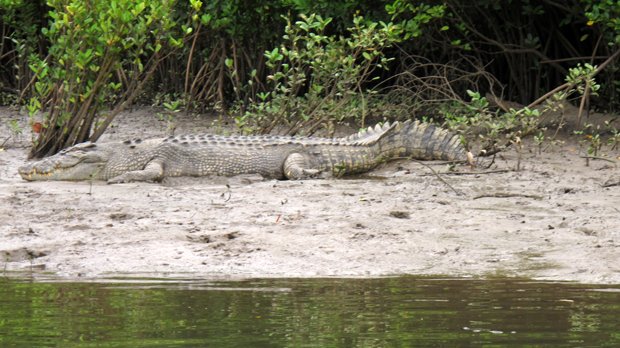 CP24's tweet photo. Crocodile kills man in boat in northern Australia, coroner warns boaters to be on alert https://t.co/A1YRgochMP https://t.co/bBvTRd6Ktg