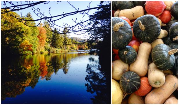 DillardHouse's tweet photo. We're hitting peak fall colors in the North Georgia Mountains! #FallFoliage #LeafPeeping https://t.co/kNW5d4V7Ug