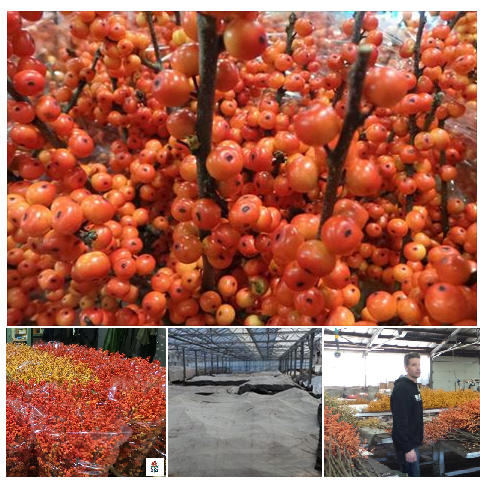 Ilex broeien; mooi om te zien hoe het broeien gaat en welke prachtige takken er dan te voorschijn komen. #stargugten