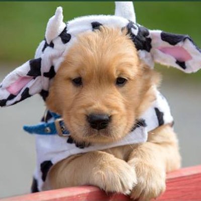 ECADServiceDogs's tweet photo. This puppy is going to be a cow for halloween...what will your dog be? #love2dressup #ECADServiceDogs #BooMoo https://t.co/611usPm9I9