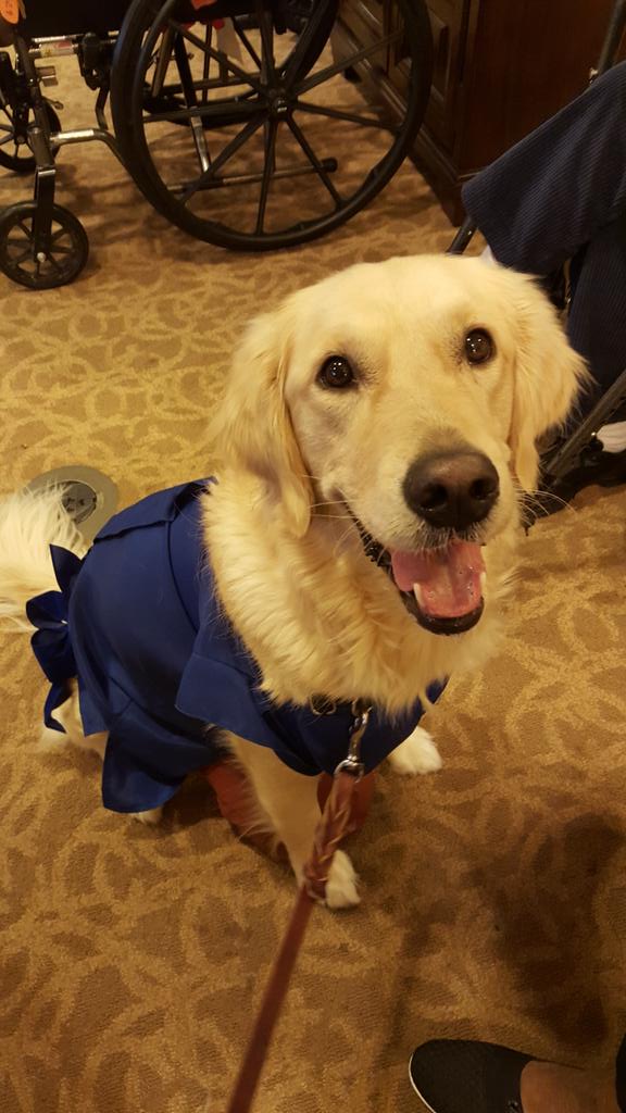 FHWBL's tweet image. #HalloweenTODAY Lucy (therapy dog) dressed as Lucy (Peanuts) in blue dress and football visiting residents.