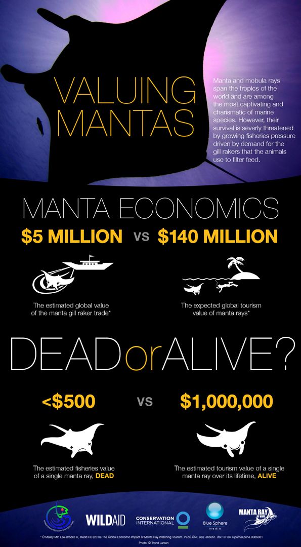 saveourseas's tweet photo. What is the value of a manta ray alive vs. dead? Great info from @ConservationOrg for #flatsharkfriday #mantarays https://t.co/aXeuHgZgti