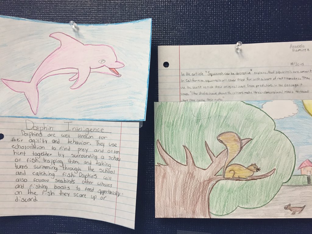 Castro_MMS's tweet photo. Research summaries with illustrations to introduce the Animal Intelligence unit! #studentwork .@ROARMMS https://t.co/B7pBikQo5c
