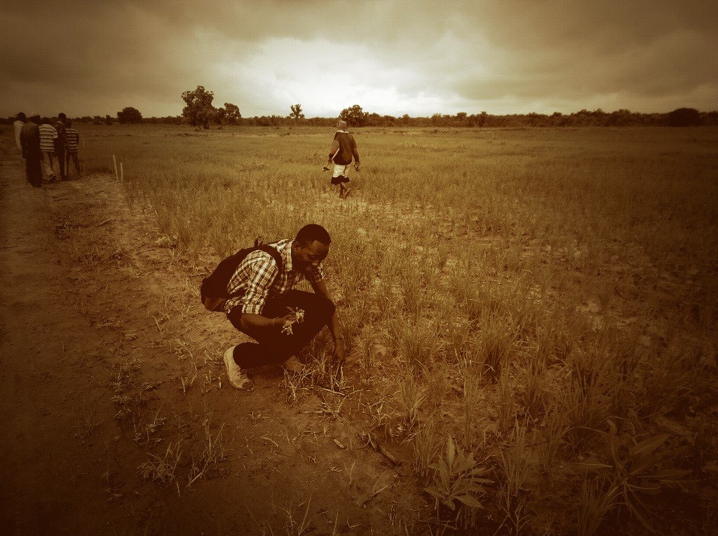 ycherman's tweet photo. Stepping in their shoes: A day in the field with rice farmers of karaga District #Ghana ..memories from @SNVJPP https://t.co/Kp4aZCymLR