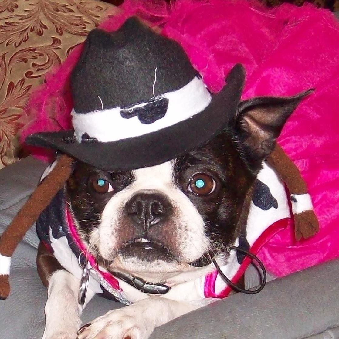 KellyDanek's tweet photo. @10NewsParry Hi Megan! Here are my Bostons, Olive the Cowgirl and Trudy the Witch. https://t.co/LVDSCpL8qR