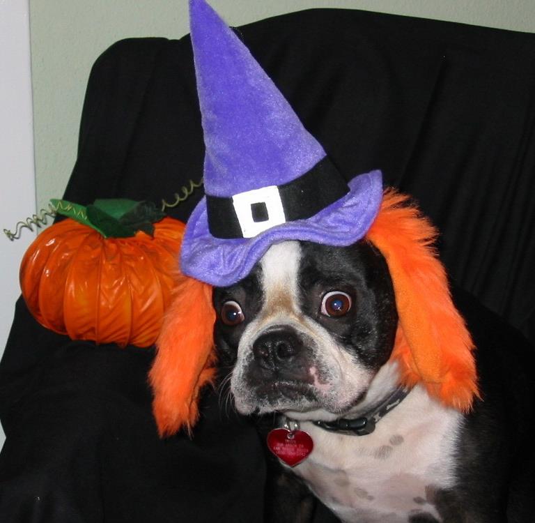 KellyDanek's tweet photo. @10NewsParry Hi Megan! Here are my Bostons, Olive the Cowgirl and Trudy the Witch. https://t.co/LVDSCpL8qR