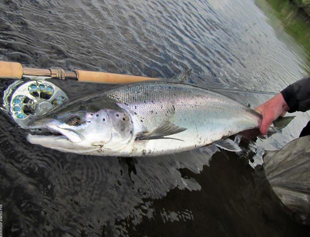 SW_FlyShop's tweet photo. Time to reel in the weekend.
#flyfishing #fishing #steehead #repyourwater
https://t.co/xyGZQeMZuh https://t.co/S9l8dkbkBx