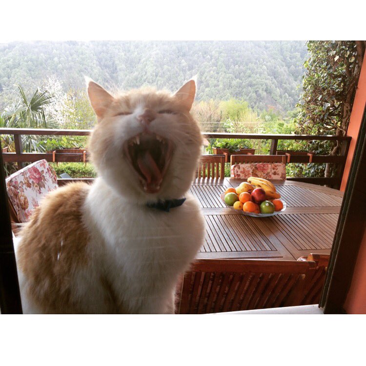 Bende seni özlemişim Mır Mır🐈🐈🐈