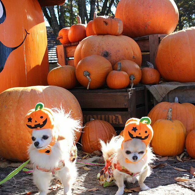 QNTSPORT's tweet photo. Happy Halloween to Everyone 👻🎃
And stay fit and shape during the holiday 💪👍 your QNT TEAM 😄 https://t.co/lhf0BFVdCn