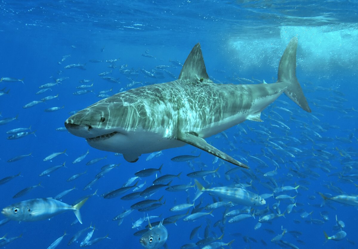madscience_lon's tweet photo. Did you know a great white shark eats about 11 tons of food a year while a human eats around half a ton? https://t.co/21tugbT9WD