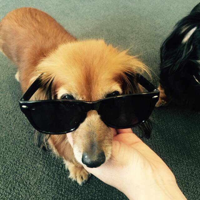 chrisdeerin's tweet photo. Our dear little Trinket @cstreetdugs has passed away. We are devastated https://t.co/puPcFeaif9