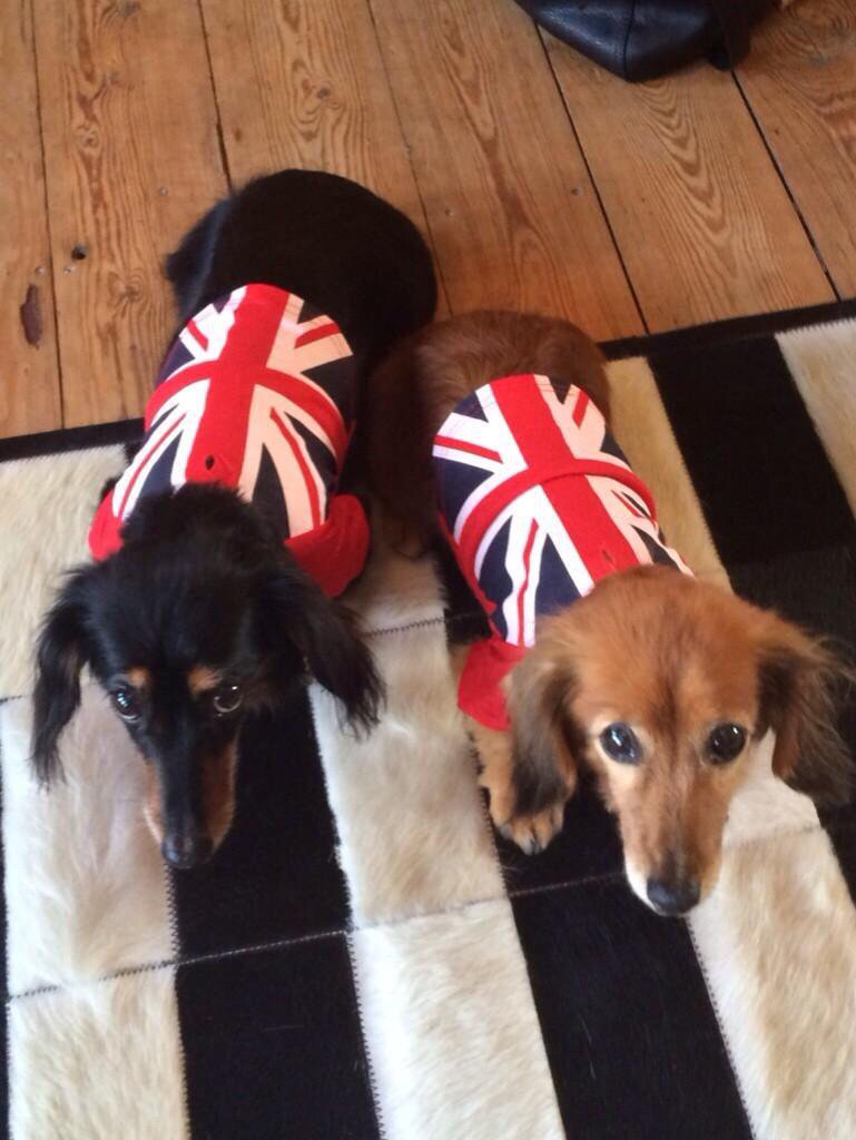 chrisdeerin's tweet photo. Our dear little Trinket @cstreetdugs has passed away. We are devastated https://t.co/puPcFeaif9