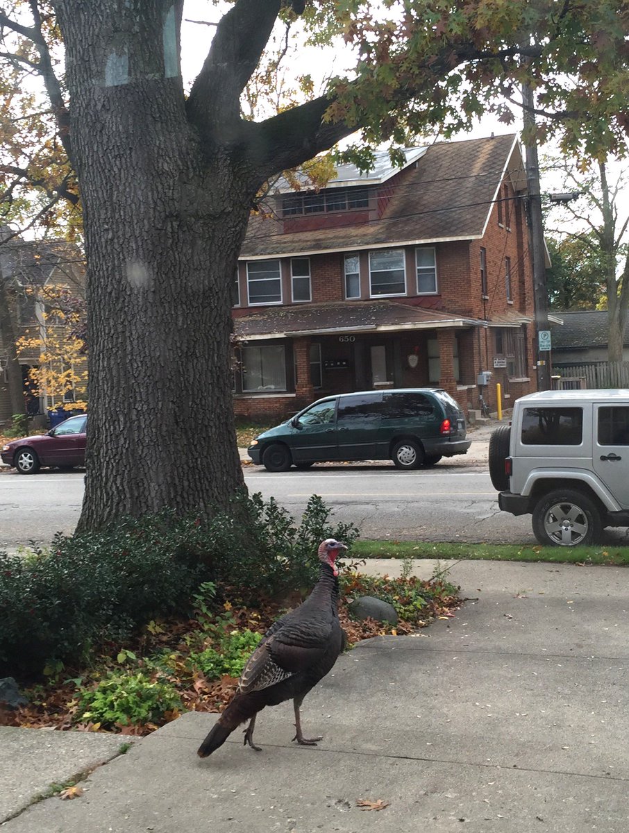 WeAreHG's tweet photo. It's not Turkey day, it's Halloween DAMMIT. #heritagehillturkey https://t.co/2N1s7fKcat