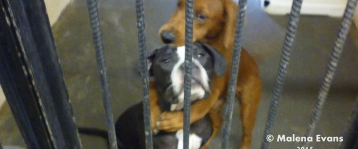 ABC's tweet photo. “Hugging dogs” saved from euthanasia are adopted by best friends: “It just fell together” https://t.co/ChC1QkkDRx https://t.co/KopqUO3BAH