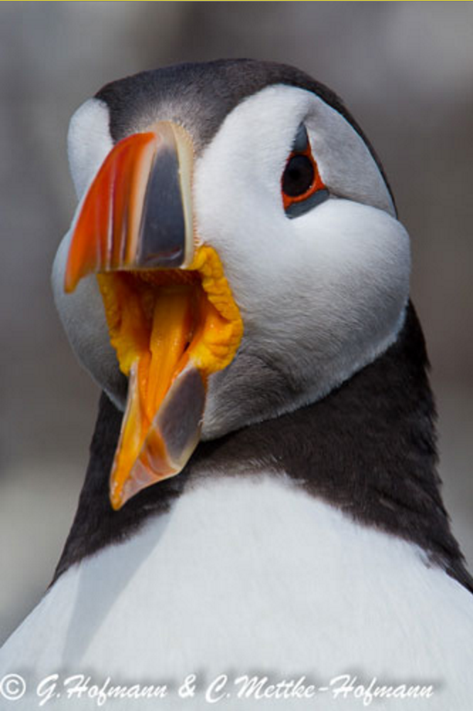 SMBC's tweet image. Atlantic Puffins in the UK were just listed on the @IUCNRedList &amp;amp; are facing risk of extinction. #BOoBirds