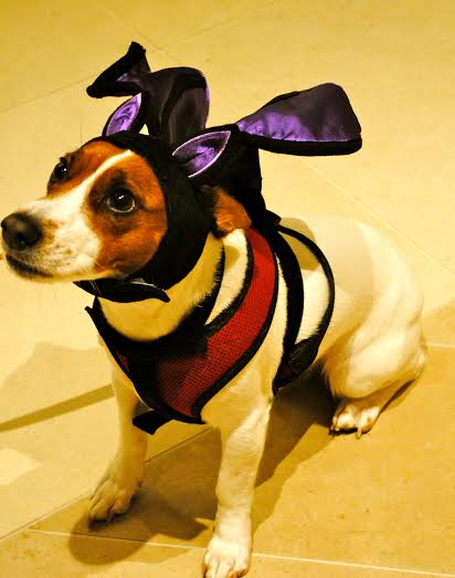 RentTheModern's tweet image. We can't get over Gigi the bat. Vote for your favorite pup on our Facebook page. #modernpets #halloween