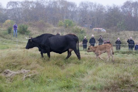 Schiermonnikoog ontvangt nieuwe bewoners met open armen
natuurbericht.nl/?id=14586