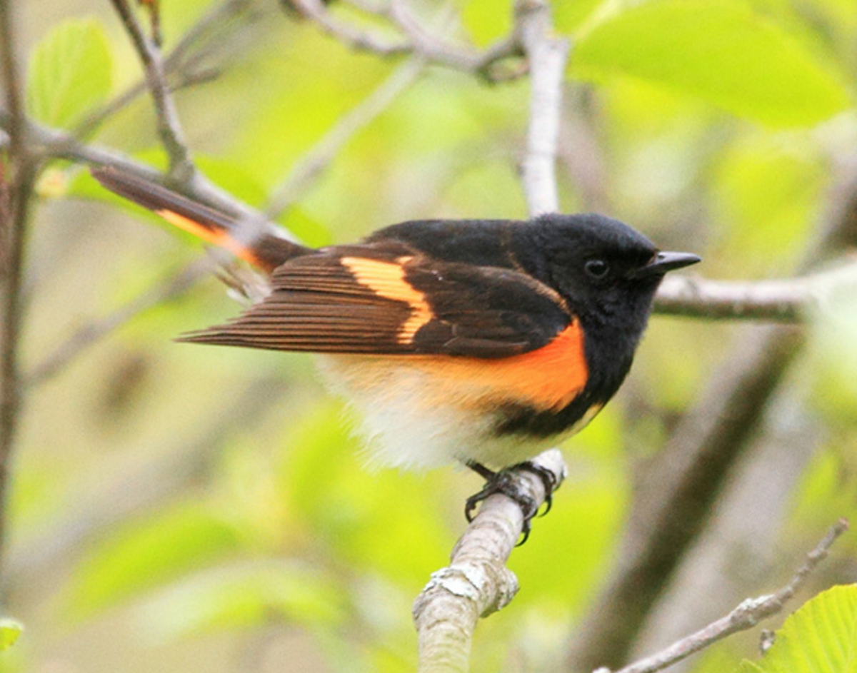 SMBC's tweet image. Check out this Am Redstart! DYK that SMBC has been studying this migratory warbler for over 15 years! #BOoBirds