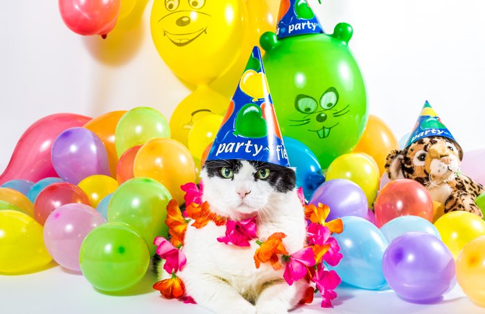 AlamoJournal's tweet photo. Happy Cat Day! https://t.co/K6HzFppw6E "Have you ever wondered what benefits does having a cat bring you?" https://t.co/BOAwJLkpBJ