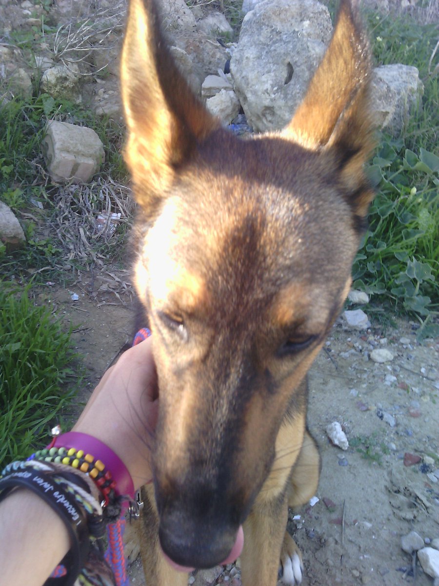 ferrerabohe's tweet photo. la cara d yo no e hecho ná d mi hija la tunanta tras haber estao 2h paseándose x to la sierra y su madre afónica.. https://t.co/OiMn8sGBHr