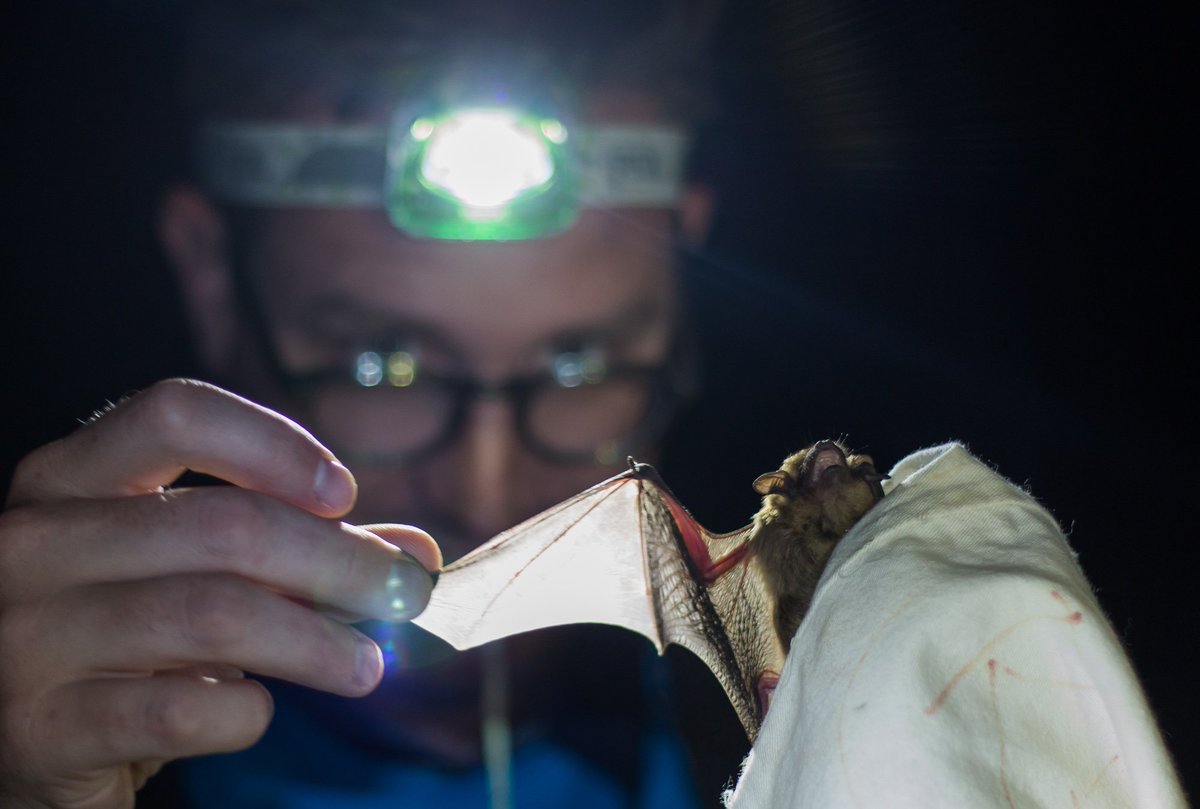 burtonlim's tweet photo. Yes @ROMBiodiversity happy #BatWeek #Halloween - @KMarjerrison photo of @riskindan with big brown at #bioblitz2015 https://t.co/XqZyUGd5Ui