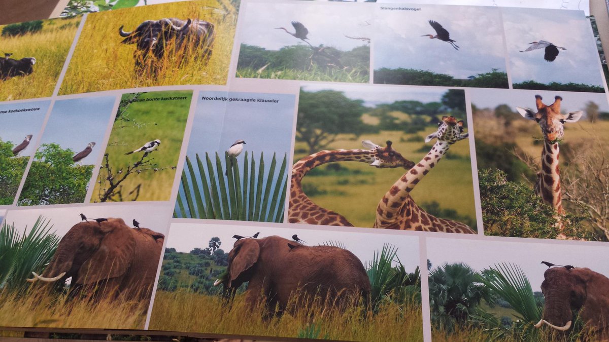 PaulBegijn's tweet photo. Tickets naar de parel van #Afrika geboekt #Oeganda met @LRepkes https://t.co/B78gLrWj1P