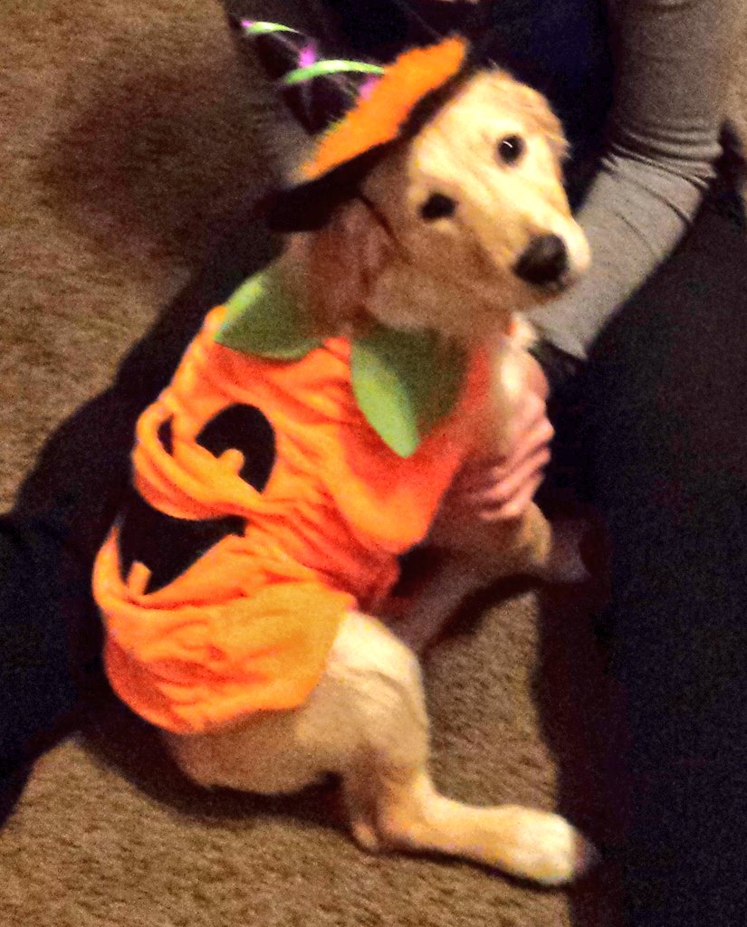 ZeldaTheGolden's tweet photo. @LovelessCafe I'm a pumpkin! 

#FreeStuffFriday #contest https://t.co/IvS8rKYAog