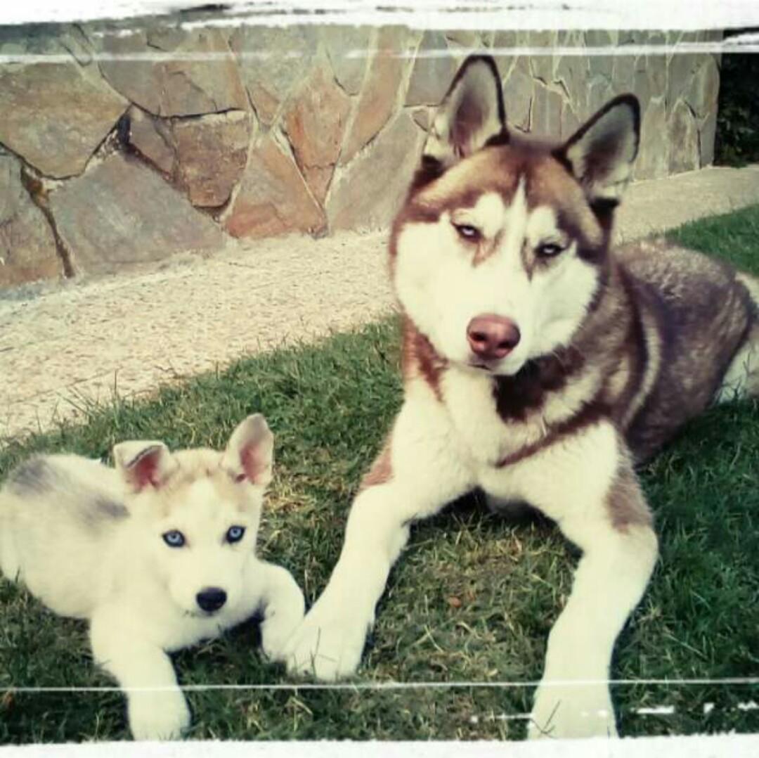 jcjimenezg's tweet photo. Mis dos bichitos pronto podrán salir juntos a la calle :D https://t.co/unnTXBmnt0
