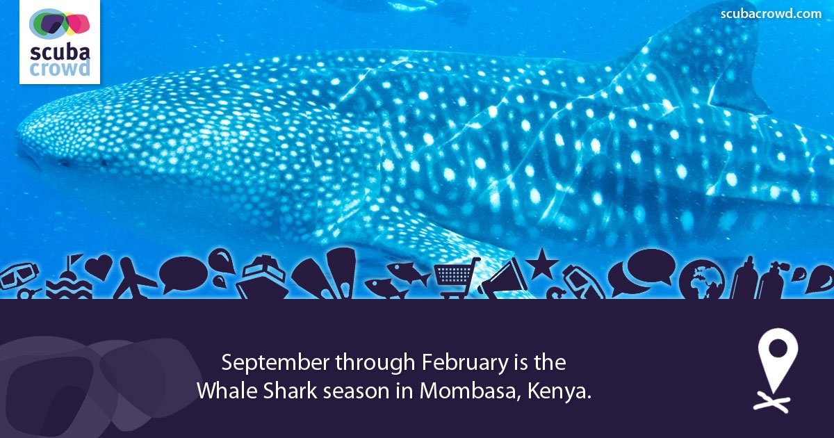 ScubaCrowd's tweet photo. The #Whale Shark season in #Mombasa 
https://t.co/ObIhjQBR7i
#scuba #diving #scubacrowd https://t.co/E8o7HTNkzC