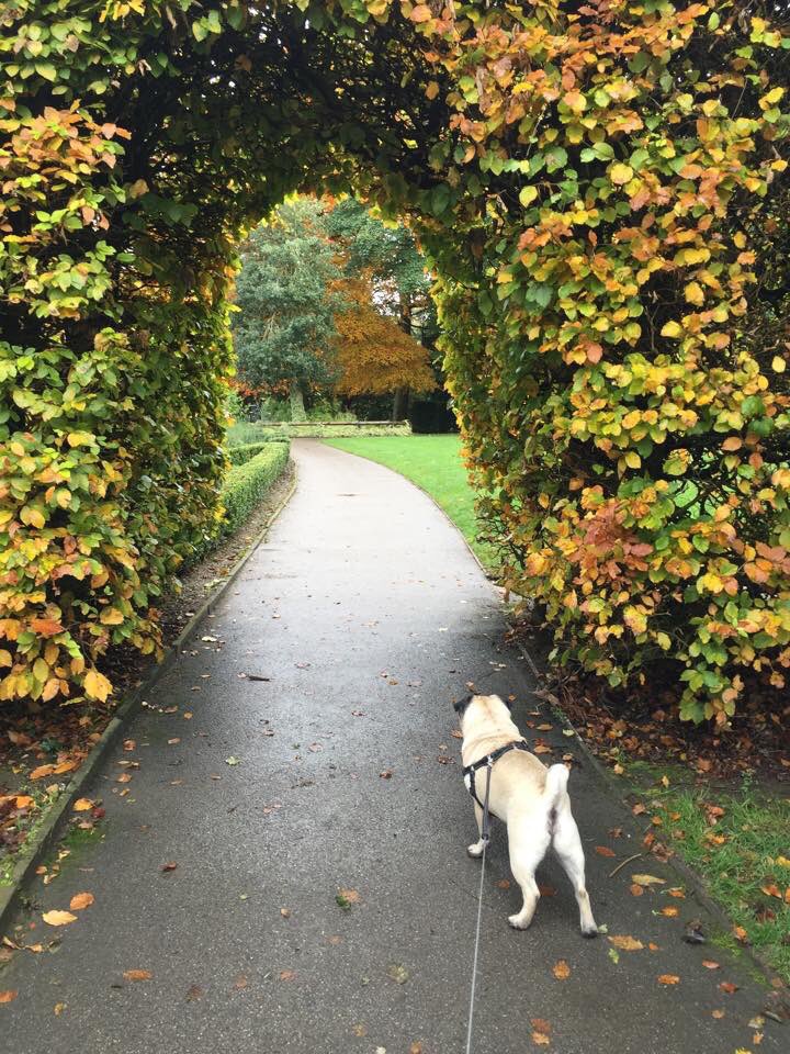 Harry_Hough's tweet photo. Had a great walk in Bramhall Park this afternoon #puglife #bramhall #cheshirelife #cheshire https://t.co/VF8IREFQ7K