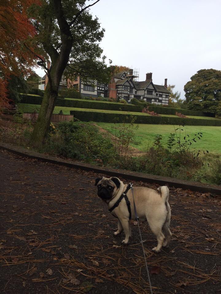 Harry_Hough's tweet photo. Had a great walk in Bramhall Park this afternoon #puglife #bramhall #cheshirelife #cheshire https://t.co/VF8IREFQ7K