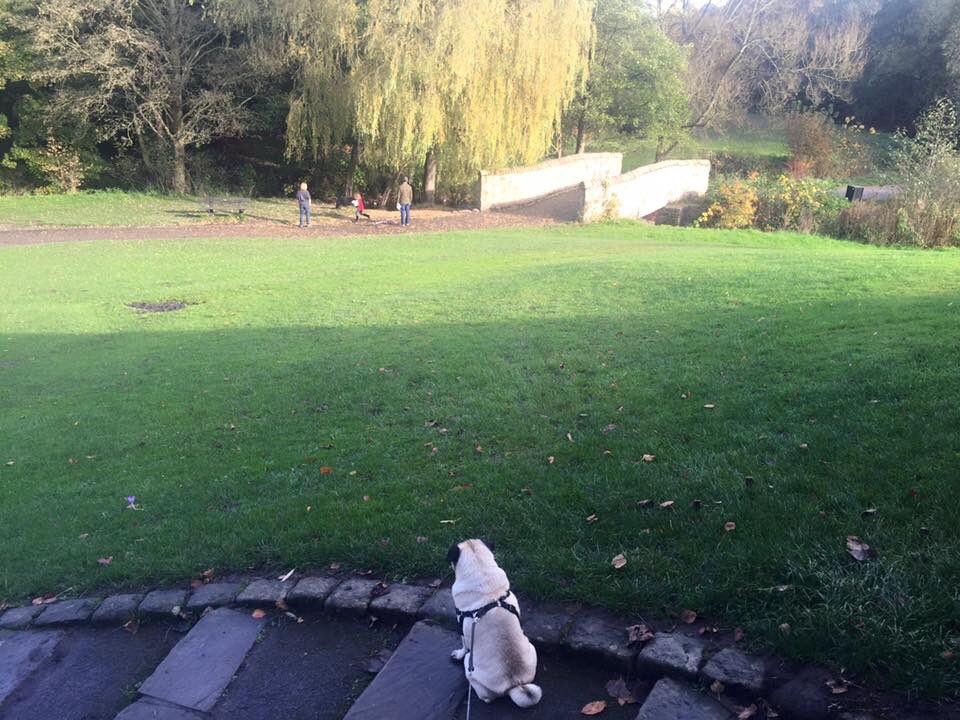 Harry_Hough's tweet photo. Had a great walk in Bramhall Park this afternoon #puglife #bramhall #cheshirelife #cheshire https://t.co/VF8IREFQ7K