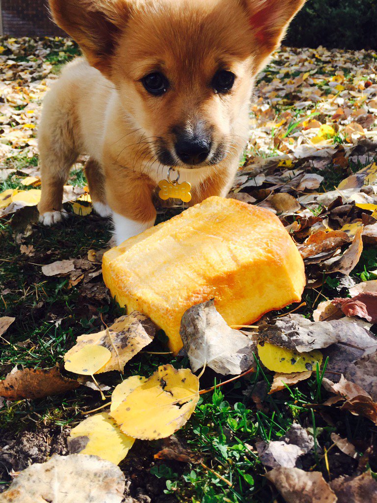 Happy Friday! Adventures of our corgi  puppy in a pumpkin photoshoot. You're welcome. 🎃
