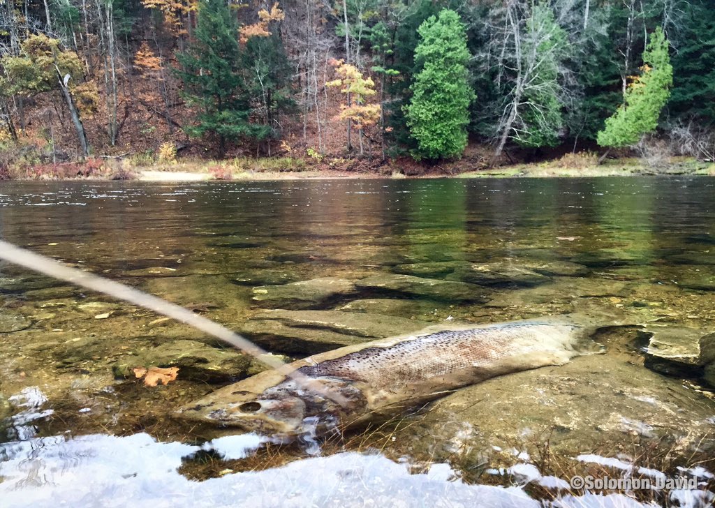 SolomonRDavid's tweet photo. En route from #SOLMGLBA, had to stop @ my very 1st field site (Muskegon Riv); #GreatLakes migratory fish nutrients! https://t.co/2aWtJVpzix