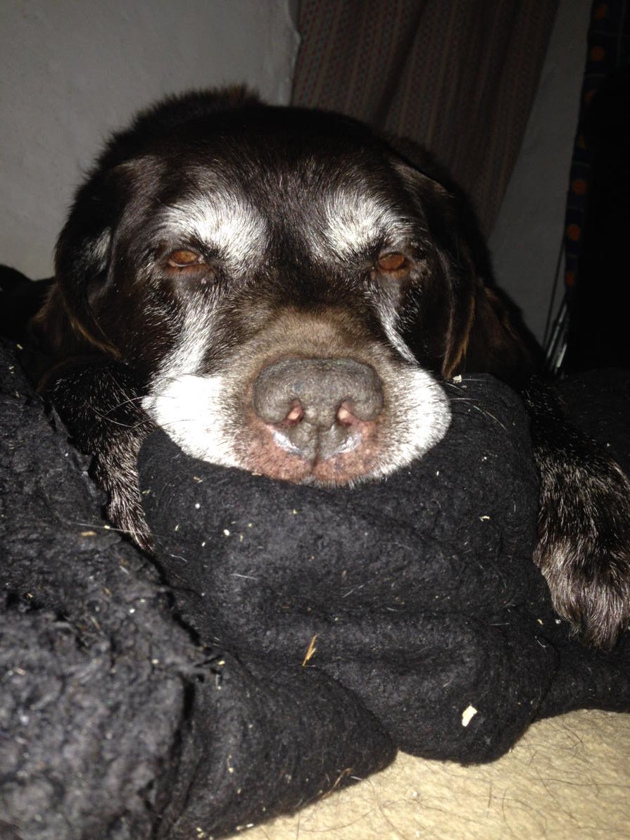 cuthbertrossant's tweet photo. The old boy....
#wuff https://t.co/iM5XqRvZl5