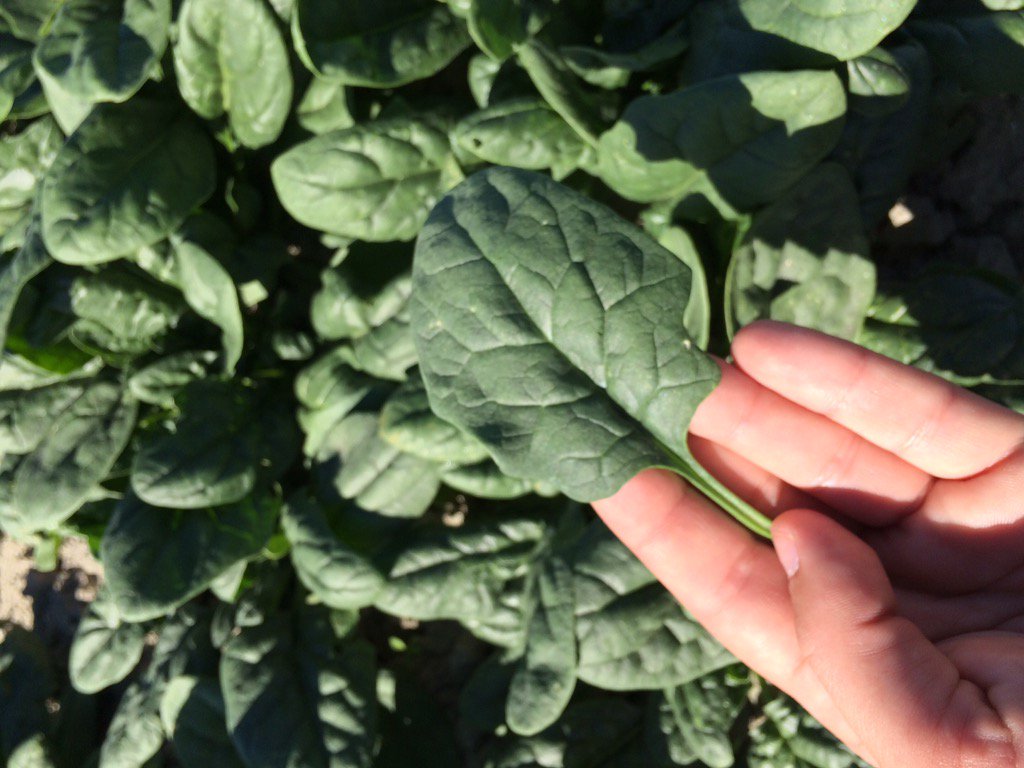Bloomsdale Spinach is back!