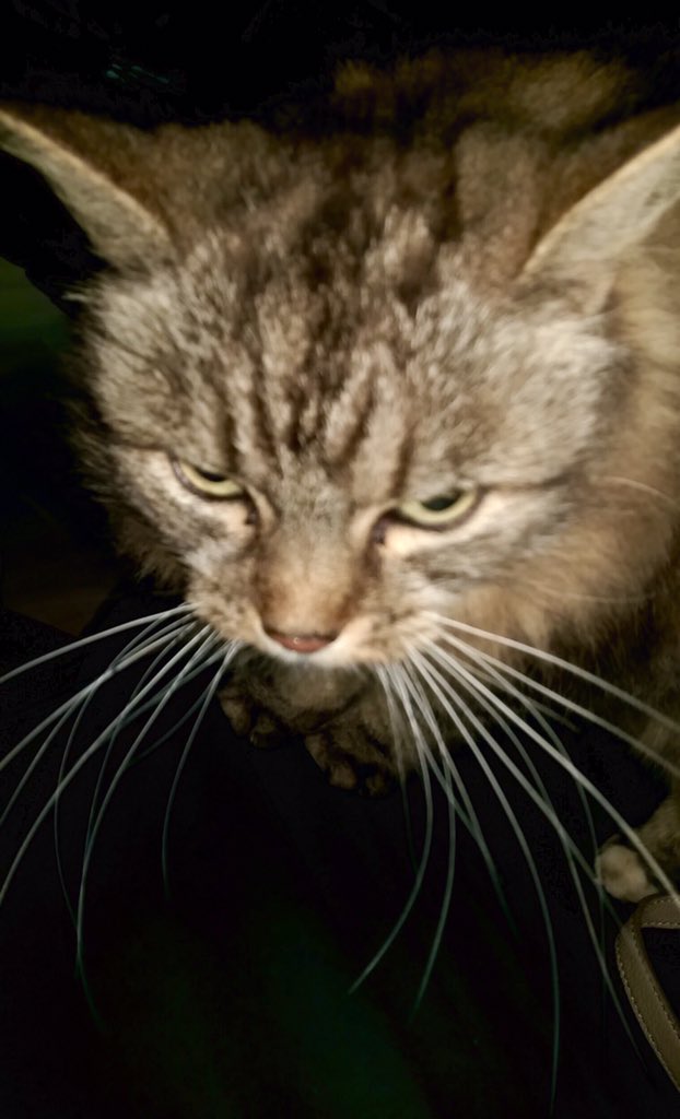 Embedded image permalink