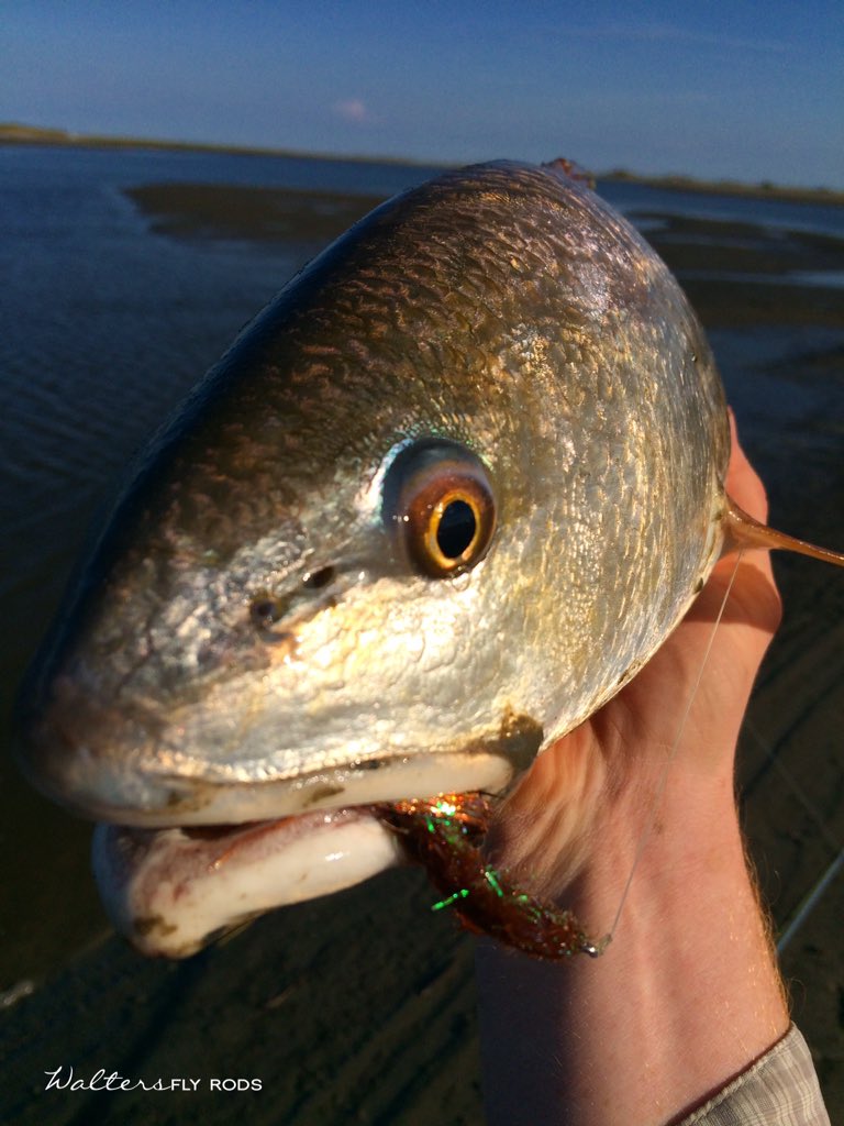 WaltersFlyRods's tweet photo. October Red | https://t.co/jEVhpTE6xl https://t.co/adJnnbWQ71