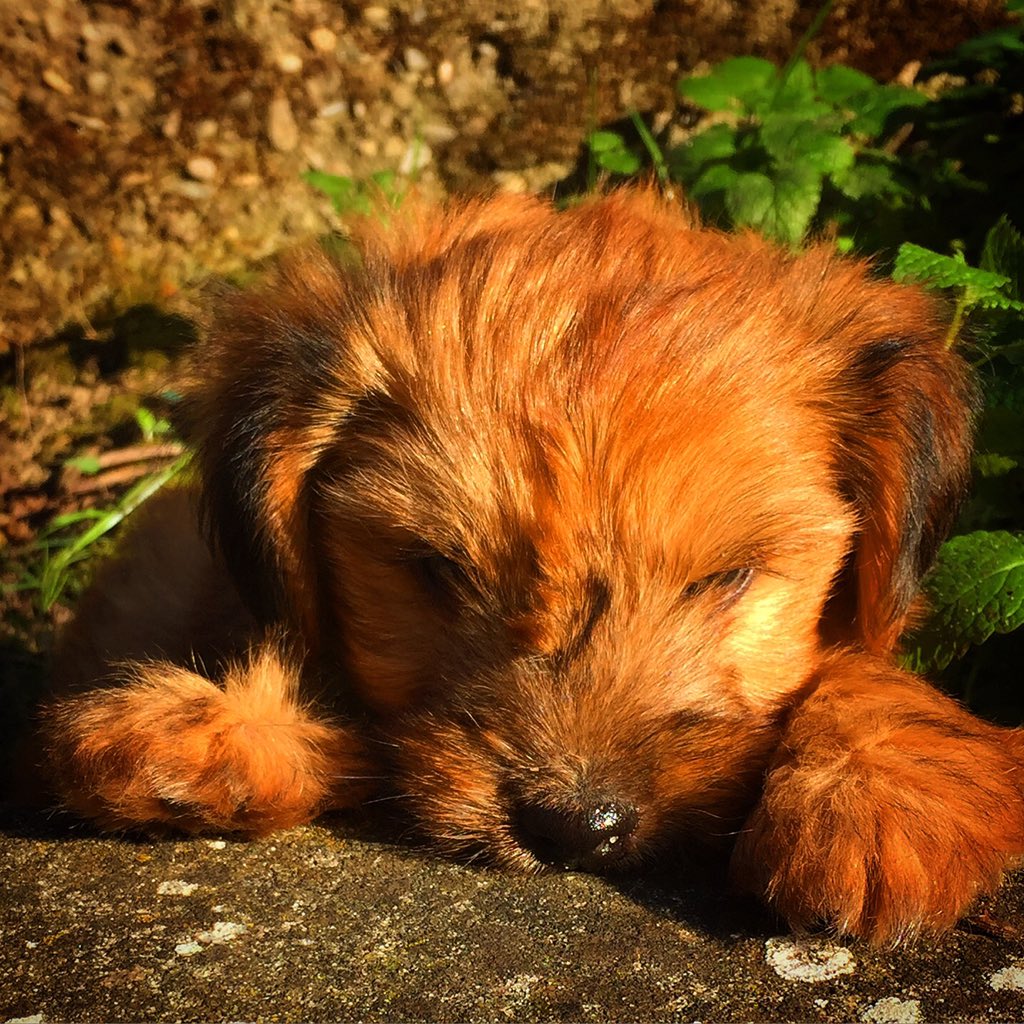 lorena (faccy) tweet media