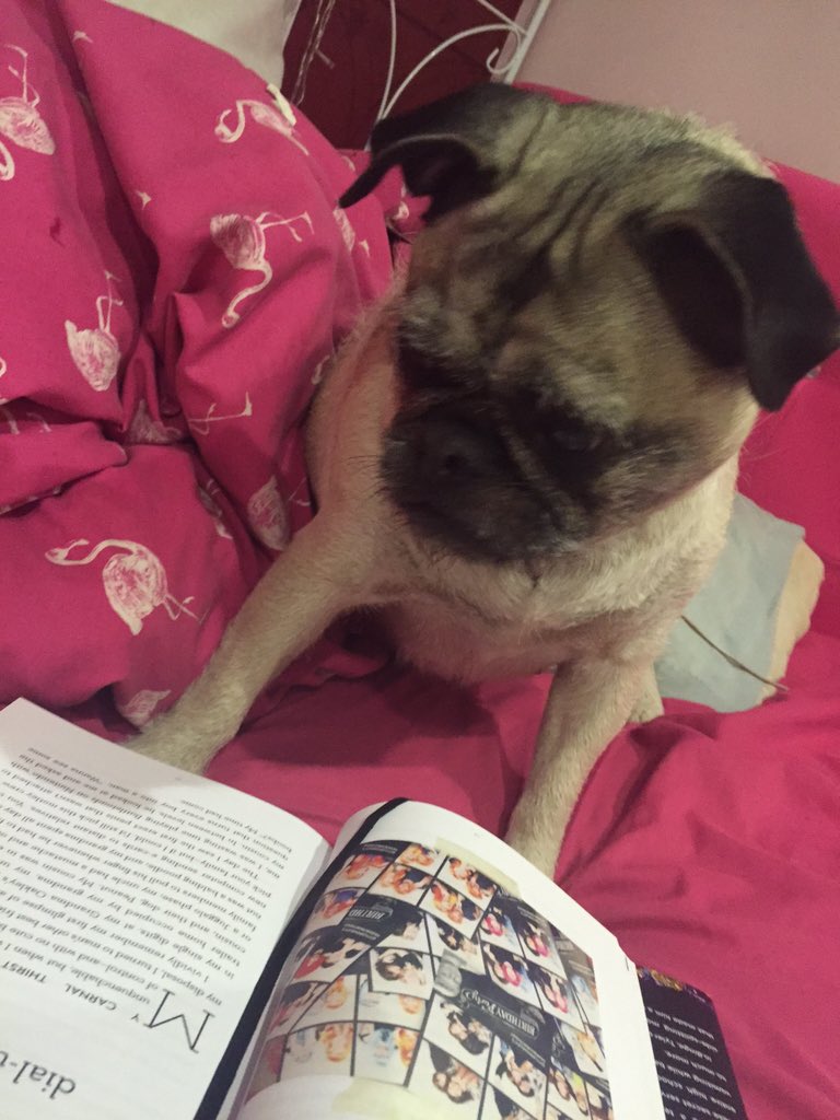 MyYezy's tweet photo. @tyleroakley MY DOG CAN NOW BE A PART OF #petsreadingBINGE OMG!! She gets a special edition too 😉😬 Thankyou again!👑 https://t.co/ie9w7tyBby