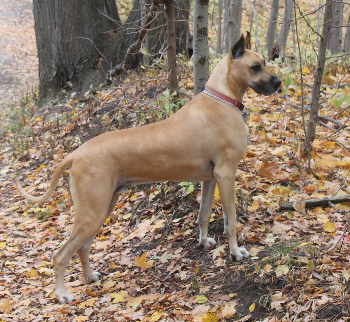 Prospect Equine  tweet media