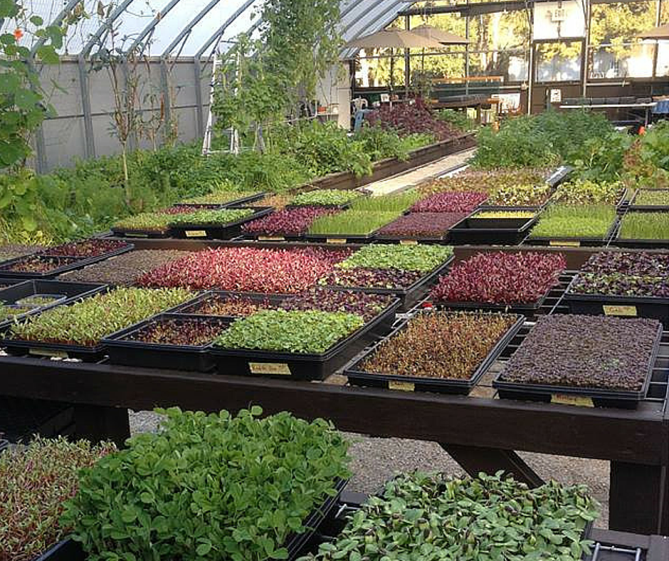 904restaurant's tweet photo. We buy our ingredients locally. Check out @Gyogreens and what they have to offer! #904restuarant #gyogreens https://t.co/jRT52880Bt