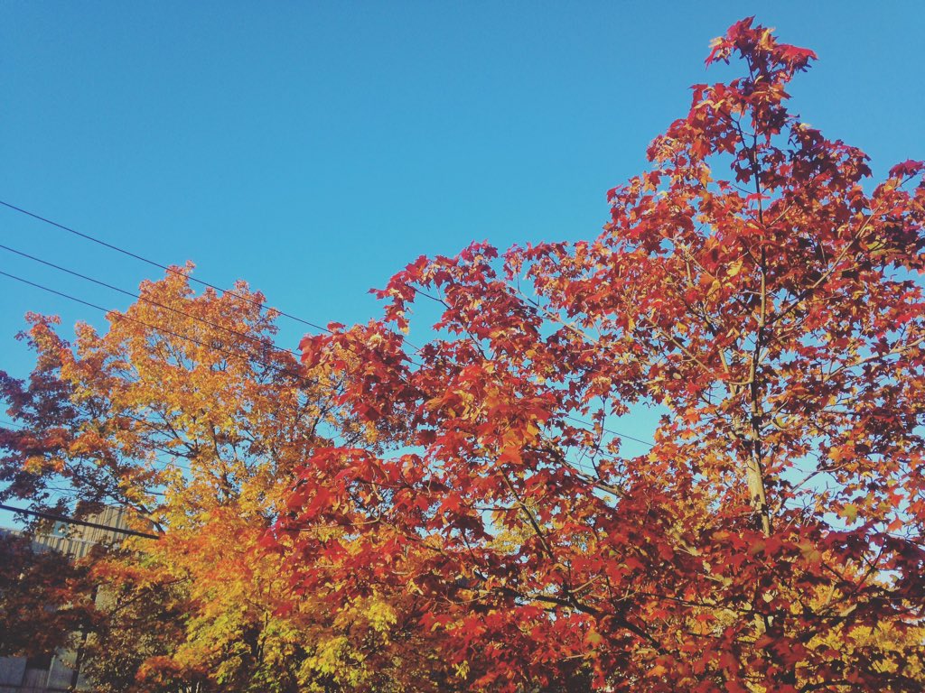 naomi_hill1's tweet photo. #fallinNS looks amazing, rain or shine ✨ https://t.co/TYa0VkLiuh
