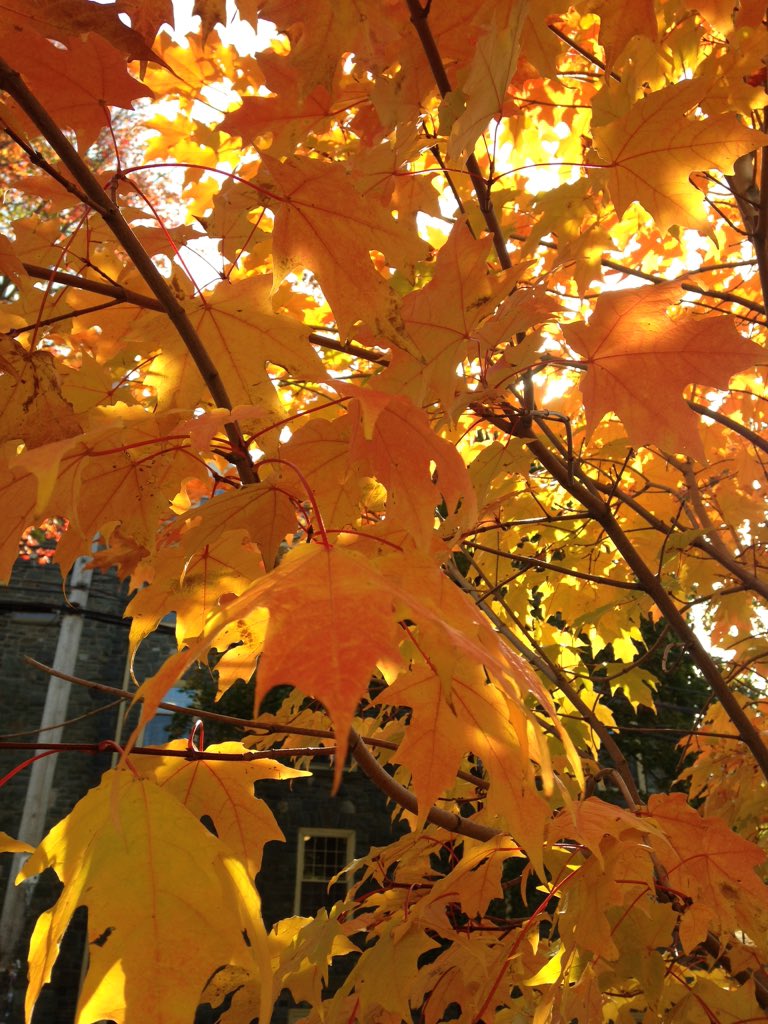 naomi_hill1's tweet photo. #fallinNS looks amazing, rain or shine ✨ https://t.co/TYa0VkLiuh