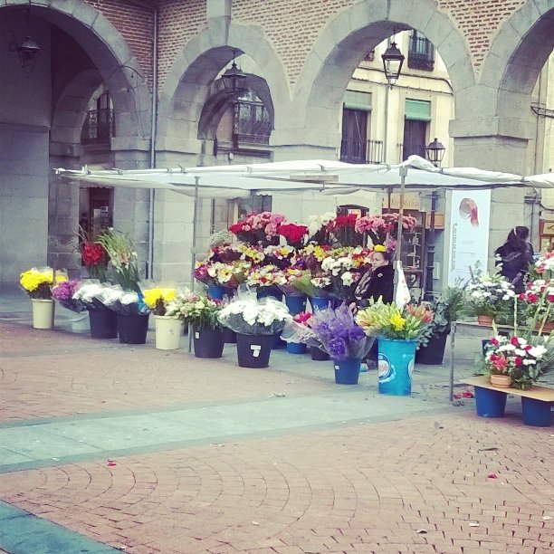 Flores en el chico, todos los santos, avila L de lana, lanasonline, mercado de flores todos los santos, avila