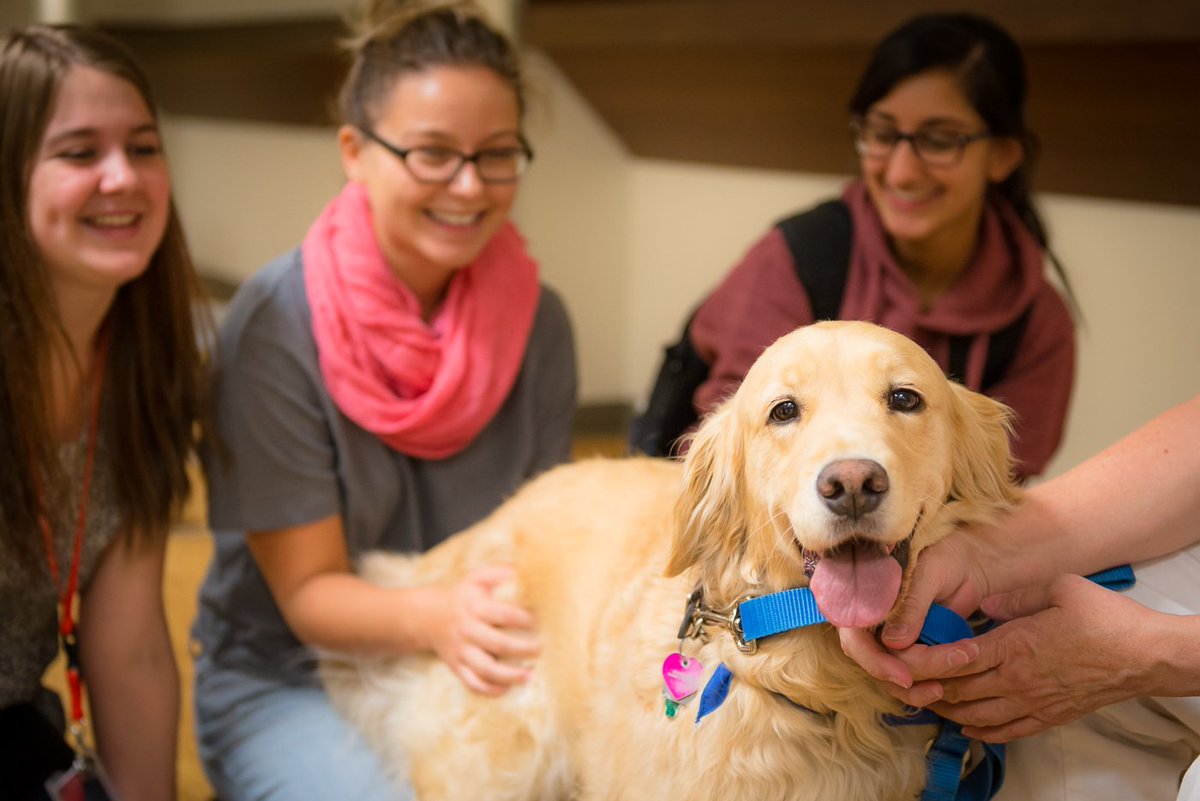 SUUofC's tweet photo. Missing your furry companion back home? Relieve your stress at Pet Therapy TODAY from 12-1:30 in That Empty Space! https://t.co/K5kFsl6SQY