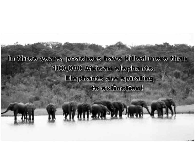 AshbyJill's tweet image. EXPOSE #Zimbabwe GOV poaching #ZimbabweElephants Film #WhenGiantsFall goo.gl/QFkJ2x #SaveAfricanAnimals