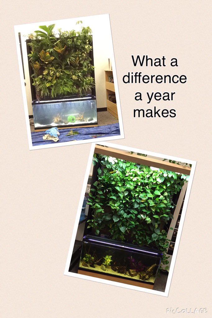 SibbaldSolar's tweet photo. Our Living Wall 1 year later! https://t.co/5GcSmXph0g