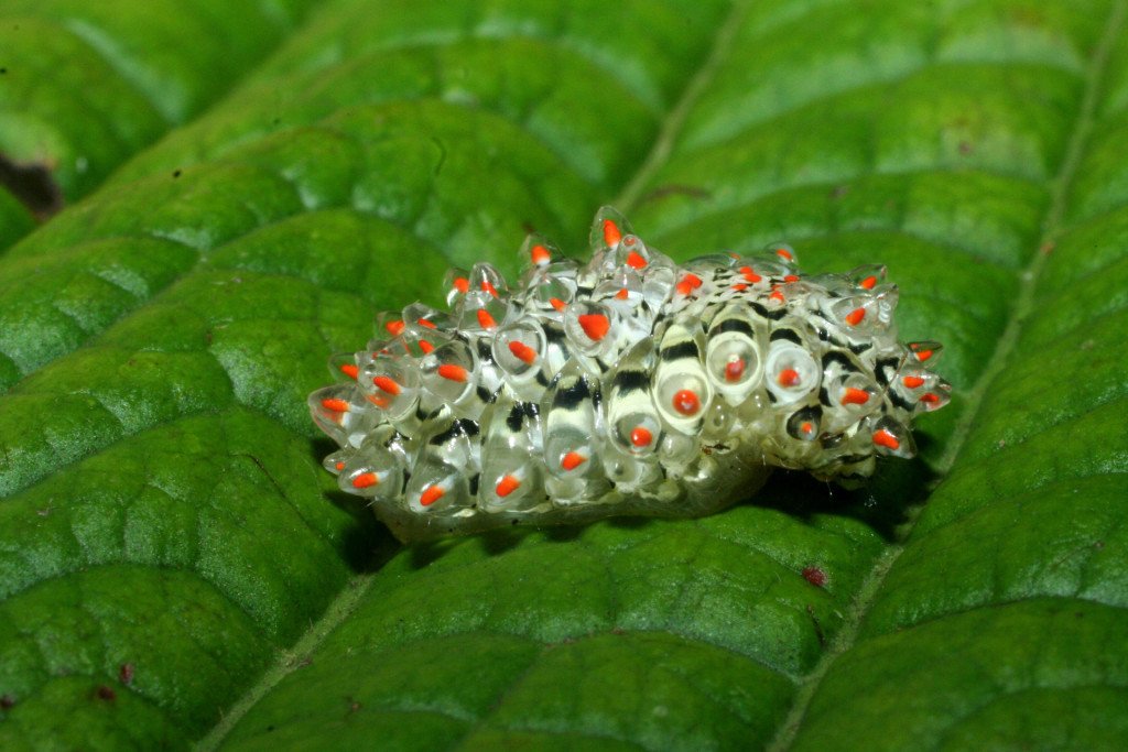It’s not a jewel—it’s the world’s most stunning caterpillar wrd.cm/1M5VvNg