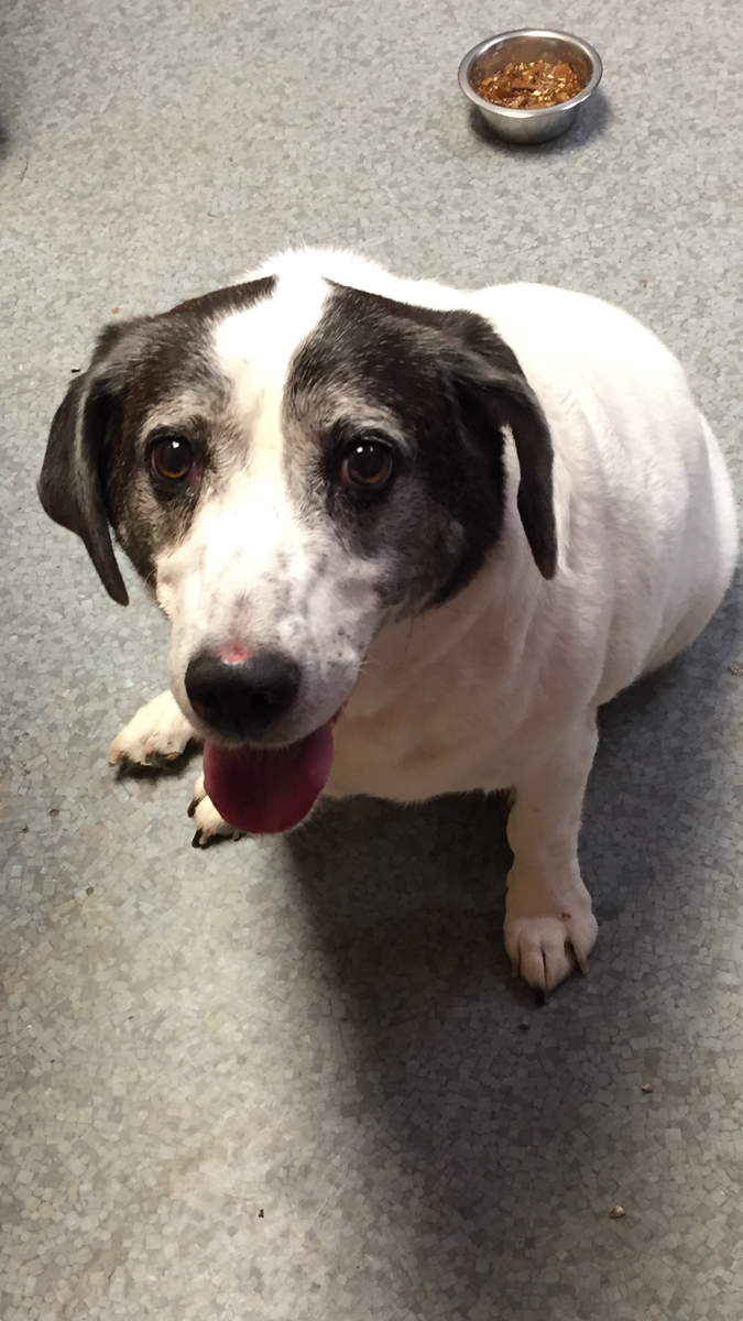BeNiceToAnimals's tweet photo. *LOST DOG ALERT* This sweet lady was found in McDonald PA. If you recognize her please call the shelter 724-222-7387 https://t.co/456cwUvQ8h